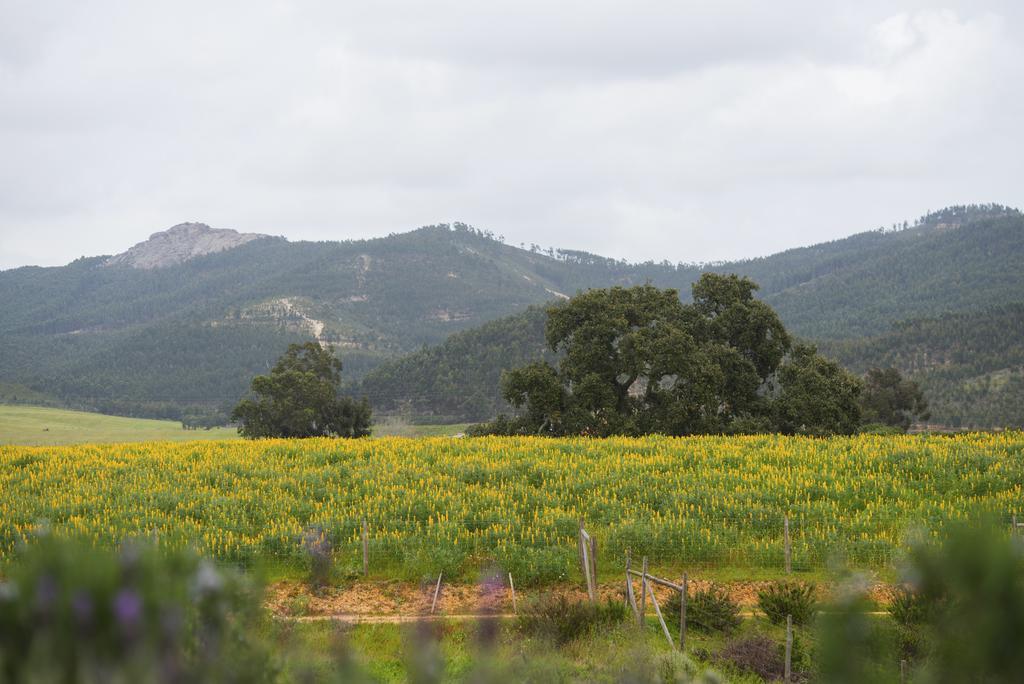 Herdade Do Amarelo Nature & Spa วิลานอวา ดิ มิลฟงติส ภายนอก รูปภาพ